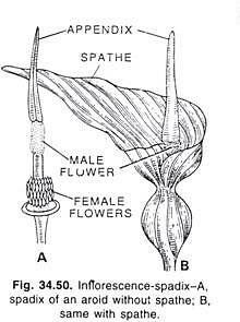 Major Types of Inflorescence - Class 11
