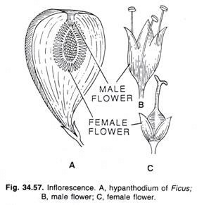 Major Types of Inflorescence - Class 11