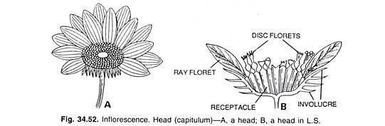Major Types of Inflorescence - Class 11