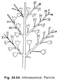 Major Types of Inflorescence - Class 11