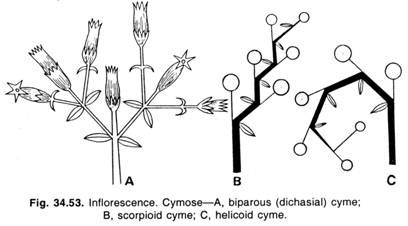 Major Types of Inflorescence - Class 11