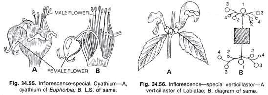 Major Types of Inflorescence - Class 11