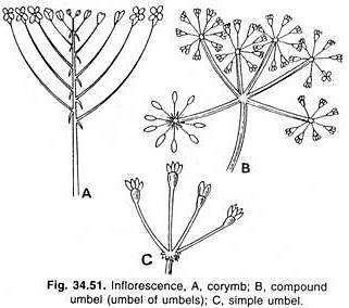 Major Types of Inflorescence - Class 11