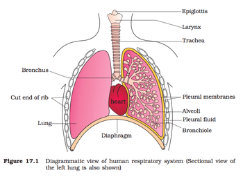 Human respiratory system - Class 11
