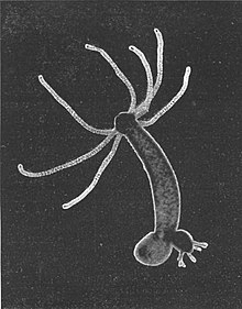 Phylum Coelenterata - Class 11