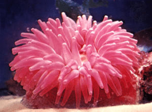 Phylum Coelenterata - Class 11