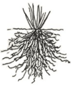 Root - Class 6 PDF Download