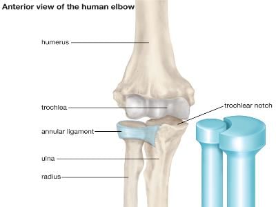 Pivot joint - Class 6