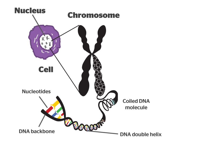 Chromosome - Class 8
