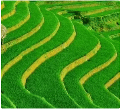 Difference between terrace farming , contour ploughing and contour barriers with explanation? - Class 8
