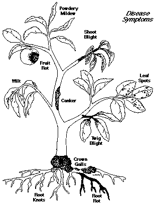 Pests and diseases and their mode of action - Plant Protection Measures, Crop Production | Crop Production Notes- Agricultural Engineering
