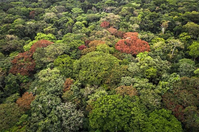 Natural Vegetation | Geography Optional for UPSC
