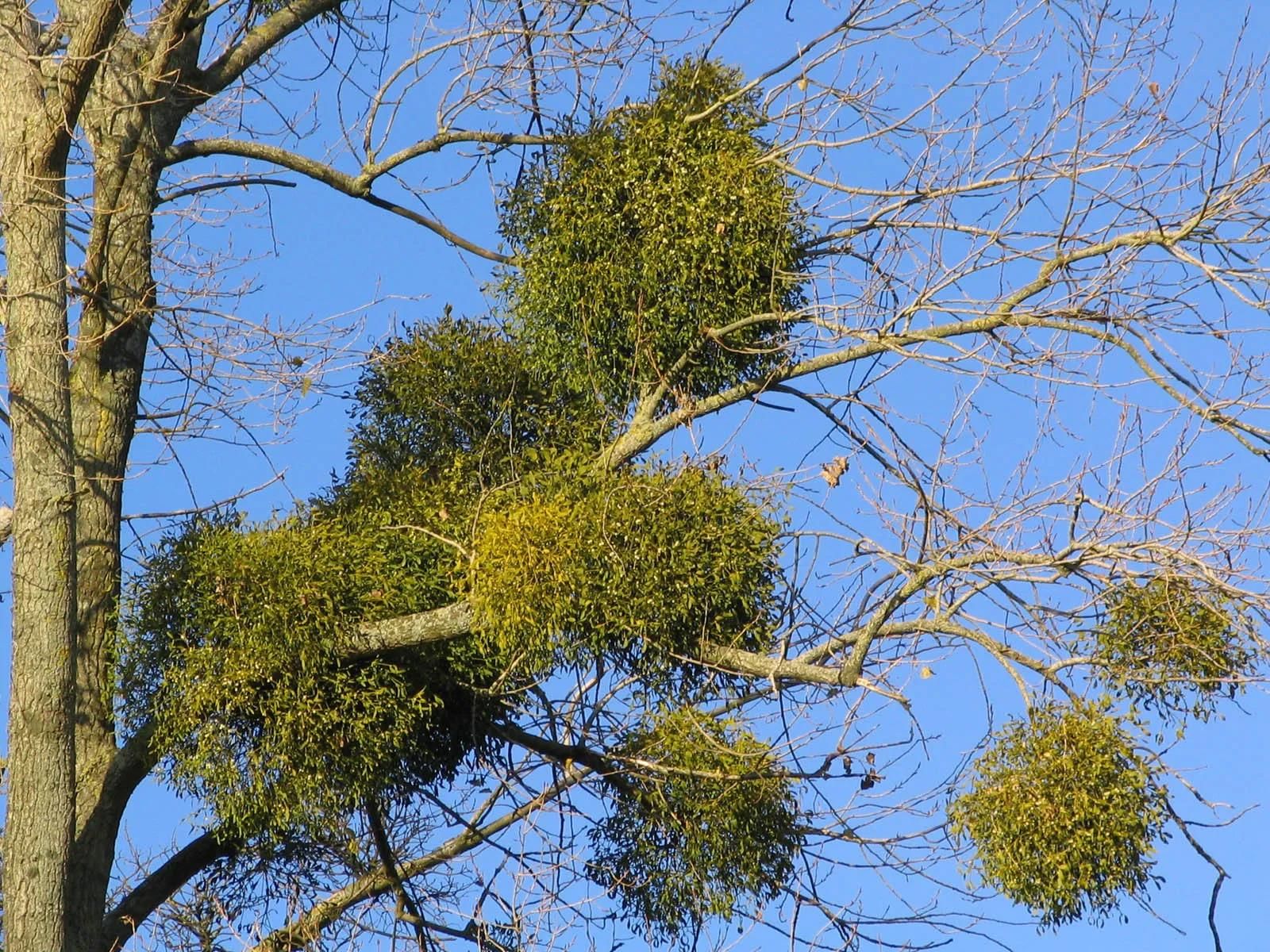 Mistletoe