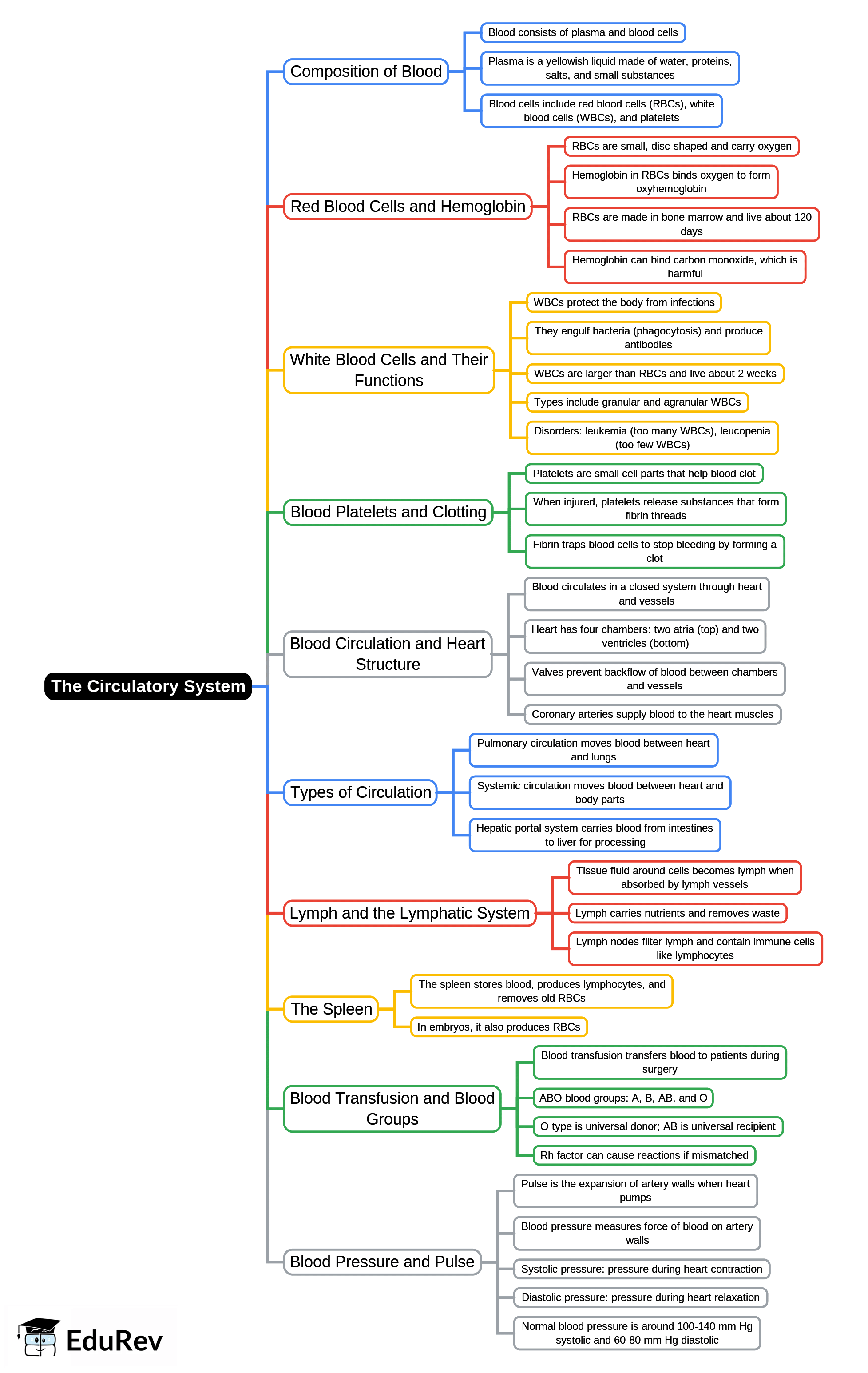 Mind Map: The Circulatory System | Biology for GCSE/IGCSE - Class 10