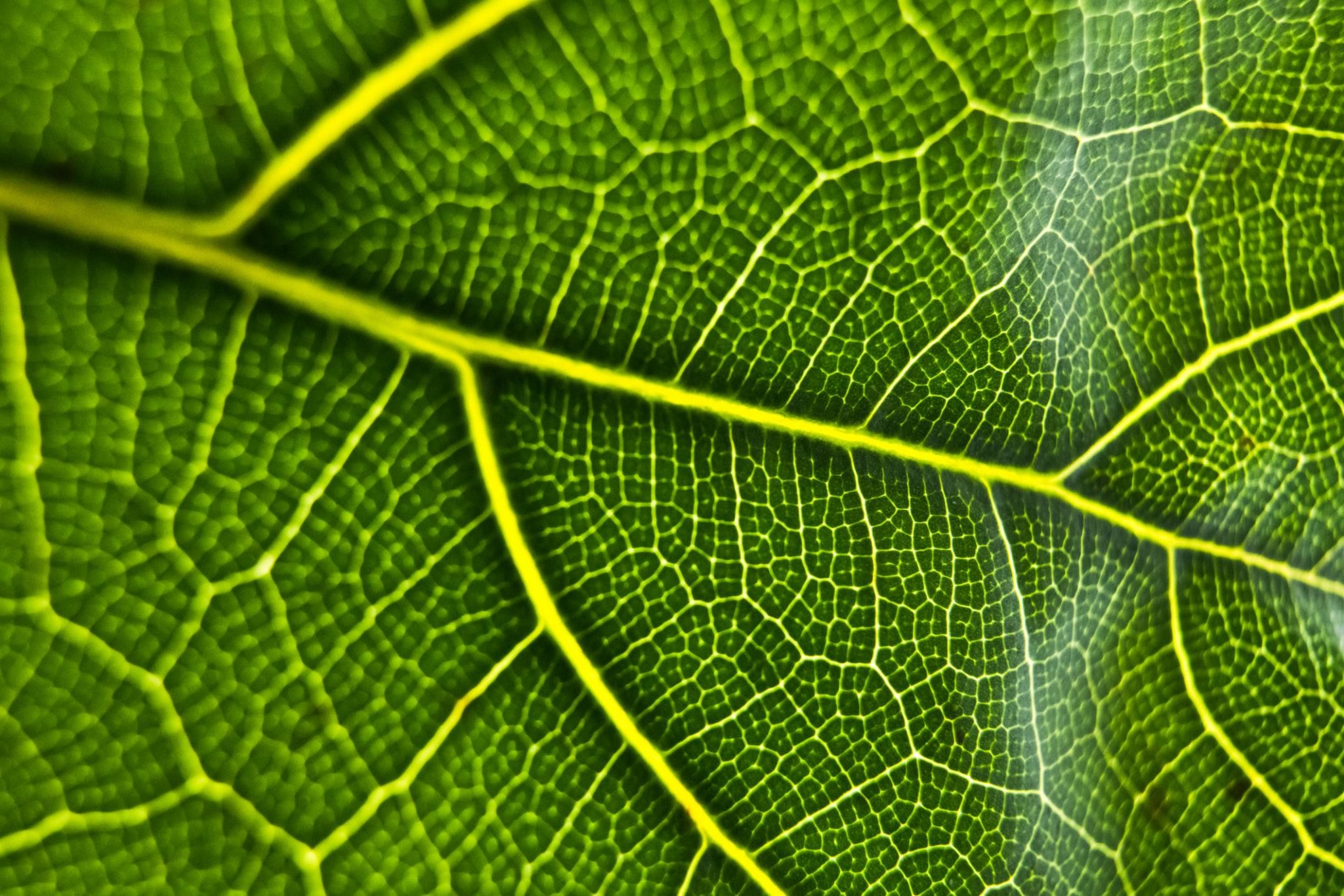 Unit Test: Nutrition in Plants | Science Class 7 (Old NCERT)