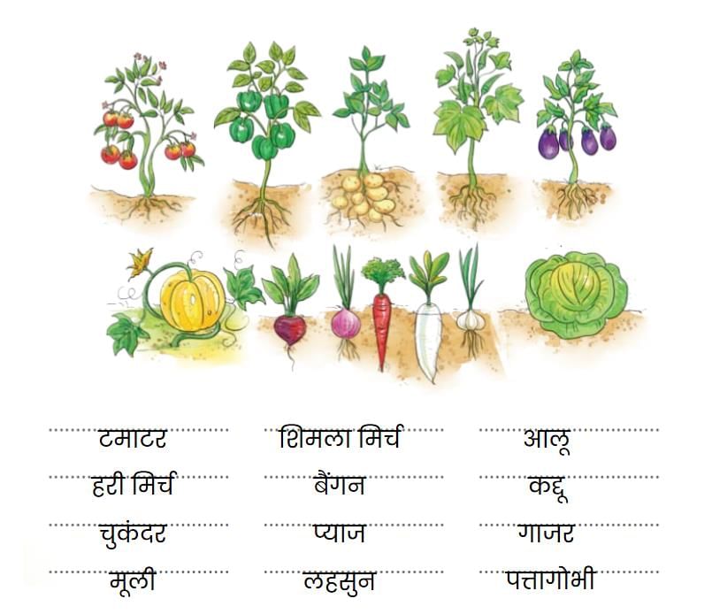 NCERT Solutions for Class 4 Hindi Chapter 4 - हमारा आहार