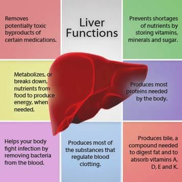 Revision Notes: Digestive System | Biology and Biochemistry for MCAT