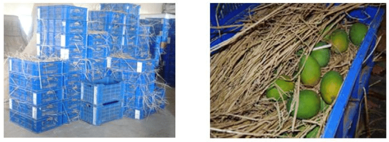 Paddy straw - Cushioning material for fruits and vegetables, Biomass Management for Fodder & Energy | Biomass Management for Fodder & Energy - Agricultural Engineering