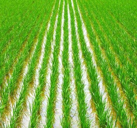Fig: Paddy fields
