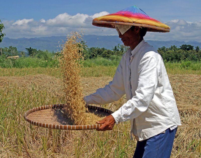 Fig: Winnowing