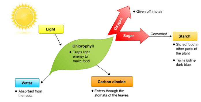 Theory & Procedure, Demonstration of Stomata on a Leaf Peel | Science Class 10
