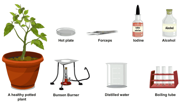 Theory & Procedure, Importance of Light in Photosynthesis | Science Class 10