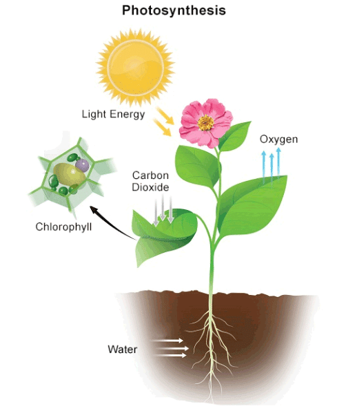 Theory & Procedure, Importance of Light in Photosynthesis | Science Class 10