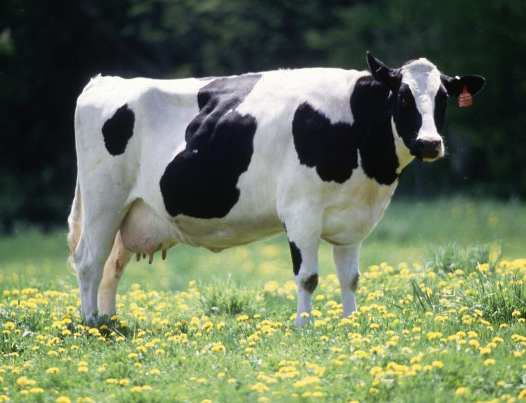Fig: Cow: milk yielding animal