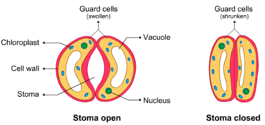 Theory & Procedure, Demonstration of Stomata on a Leaf Peel | Science Class 10