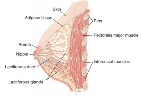 Fig: Mammary Gland