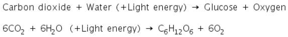 Theory & Procedure, Importance of Light in Photosynthesis | Science Class 10