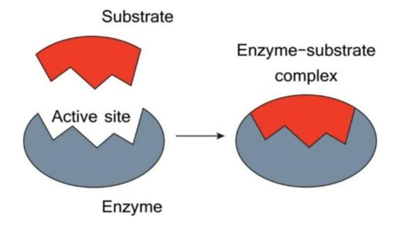 Enzymes Chapter Notes | Biochemistry - NEET PG