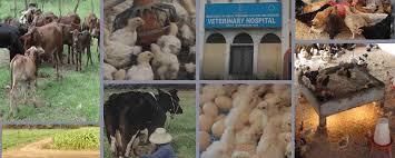 Goa: Animal Husbandry | Goa State PSC (GPSC) Preparation - GPSC (Goa)