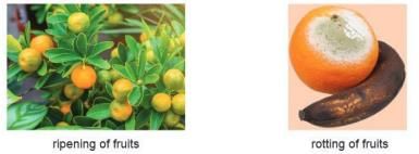 Physical and Chemical Changes Chapter Notes | Chemistry Class 7 ICSE