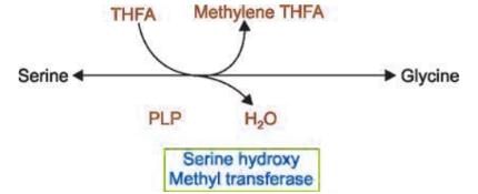 Chemistry and Metabolism of Amino Acids - 2 | Biochemistry - NEET PG