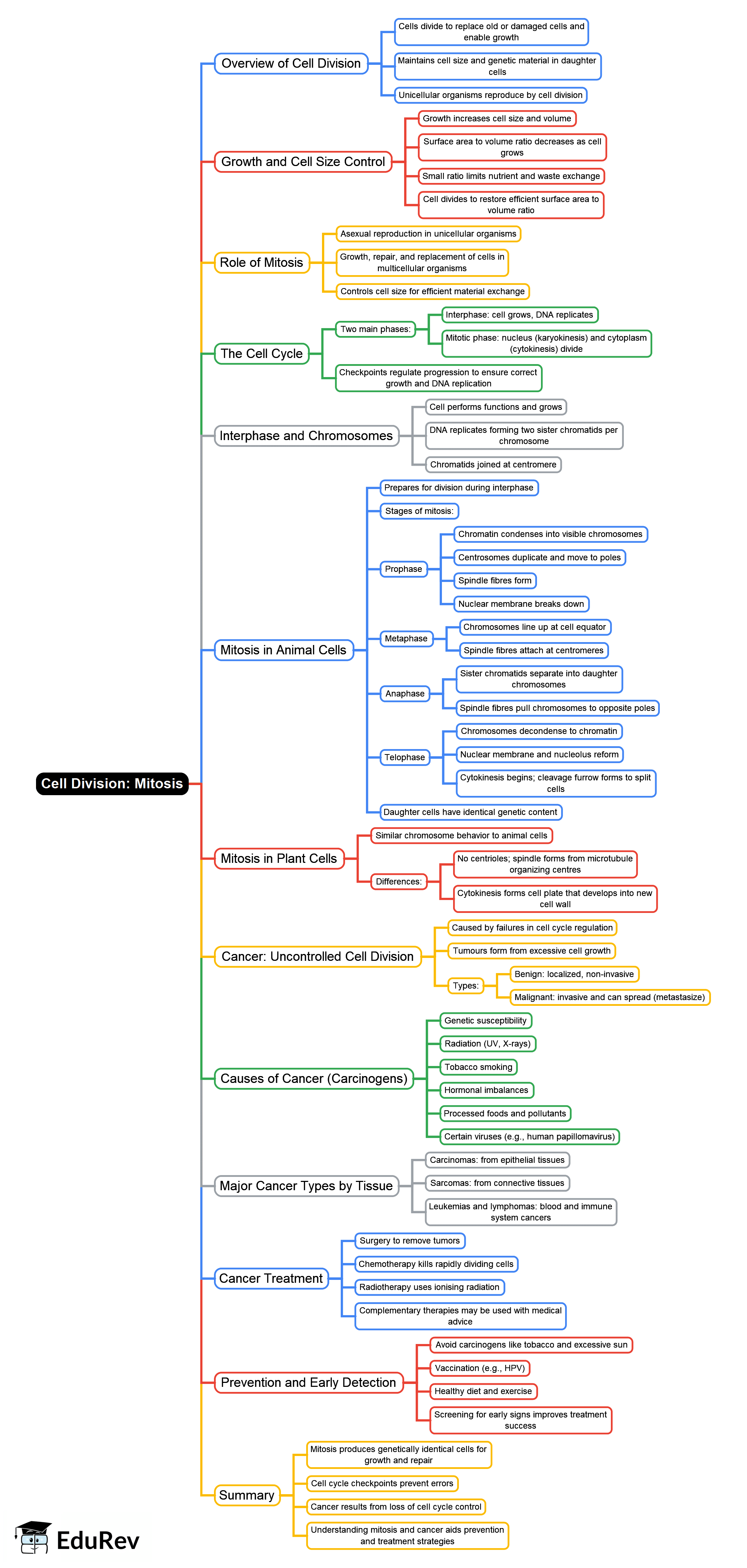 Mind Map: Mitosis