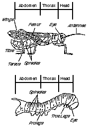 Pests and diseases and their mode of action - Plant Protection Measures, Crop Production | Crop Production Notes- Agricultural Engineering