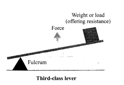 The levers with diagrams - Class 11