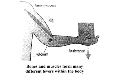 The levers with diagrams - Class 11