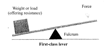 The levers with diagrams - Class 11