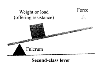 The levers with diagrams - Class 11