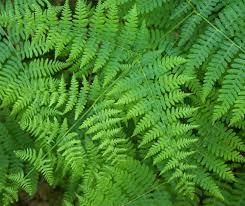 Getting to Know Plants Chapter Notes | Eureka Plus Class 6: Book Solutions, Notes & Worksheets