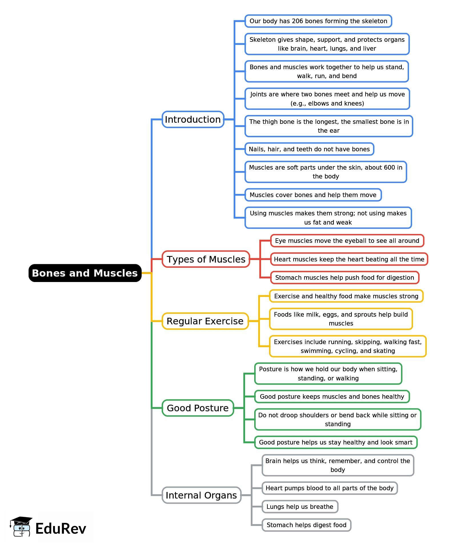 Mind Map: Bones and Muscles - Class 2 PDF Download