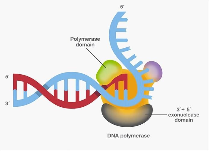 DNA Replication Chapter Notes | Biochemistry - NEET PG