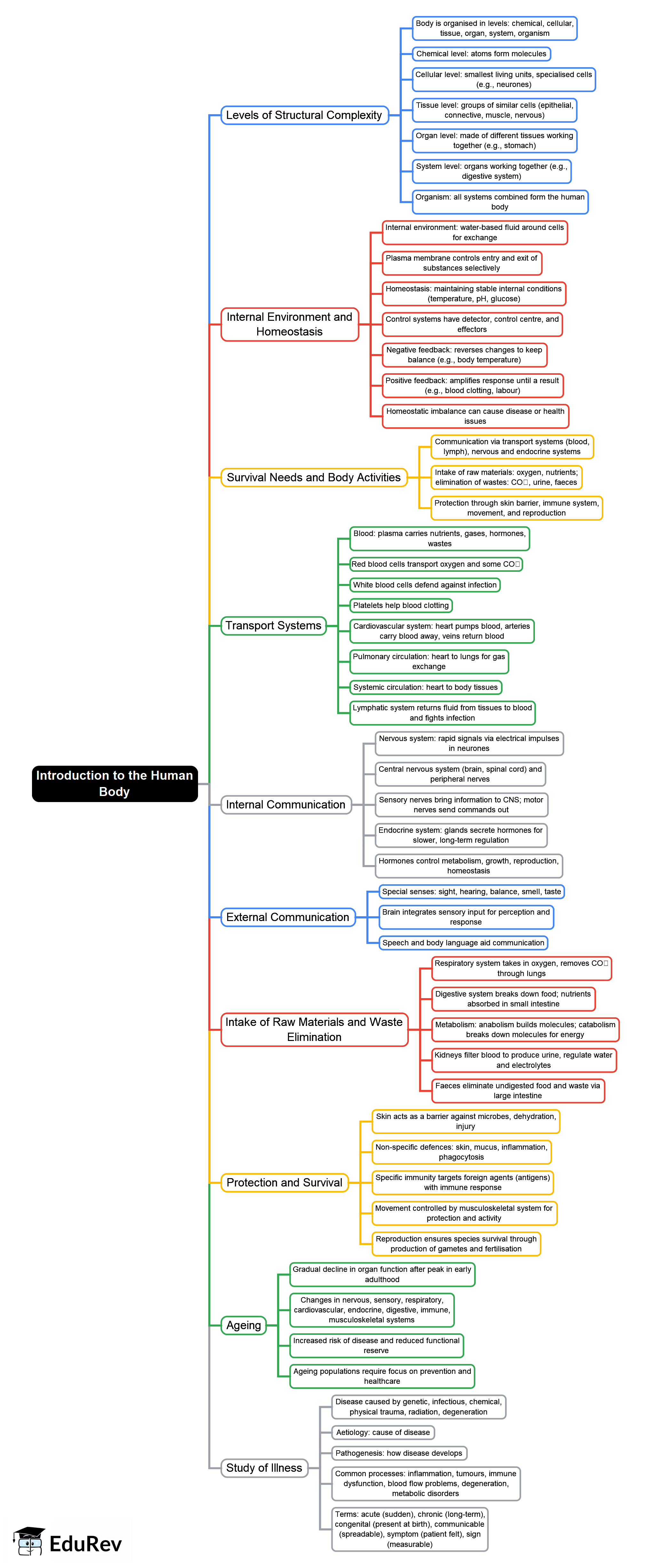 Introduction to the Human Body Mind Map - Nursing Exams
