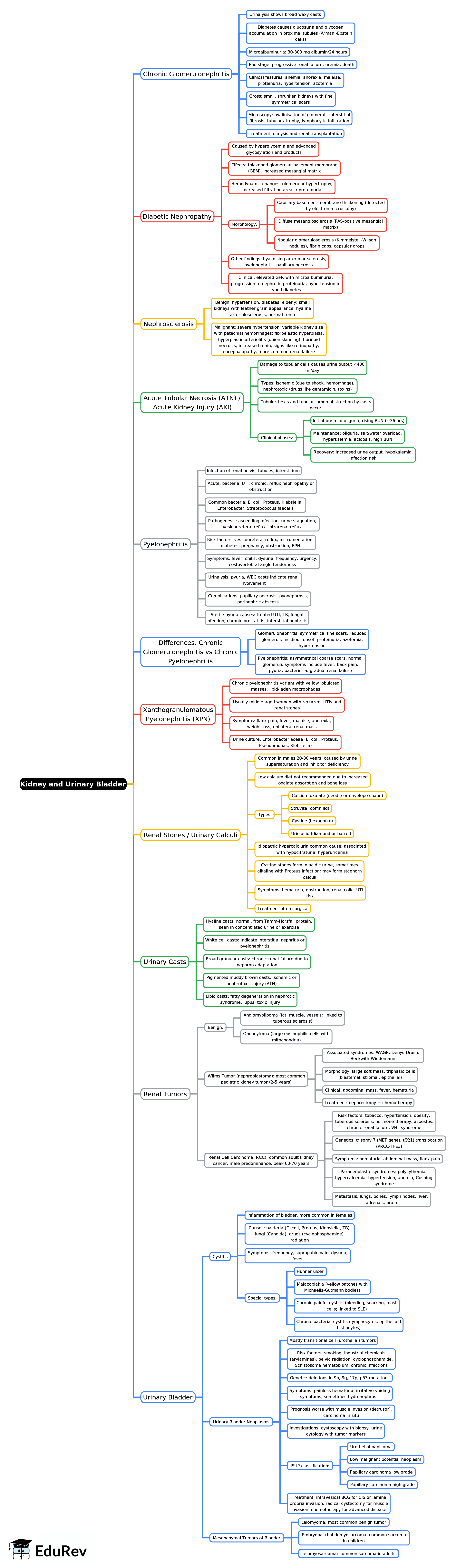 Mind Map: Kidney and Urinary Bladder -2