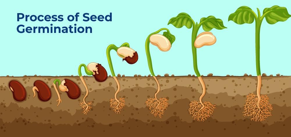 Plant Reproduction Chapter Notes | Science Class 5 ICSE