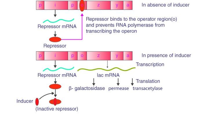 Regulation of Gene Expression Chapter Notes - Biochemistry - NEET PG PDF