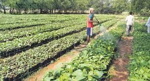 Vegetation of Telangana | Telangana State PSC (TSPSC): Preparation Course - TSPSC (Telangana)