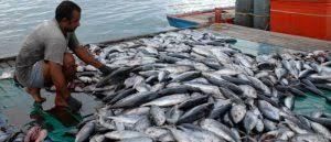 Fishing of Telangana | Telangana State PSC (TSPSC): Preparation Course - TSPSC (Telangana)